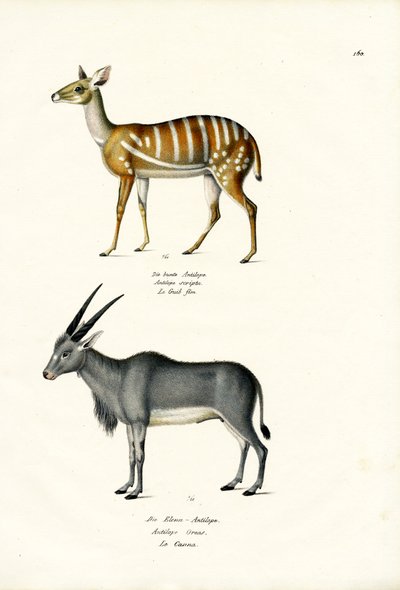 Bushbuck, 1824 by Karl Joseph Brodtmann